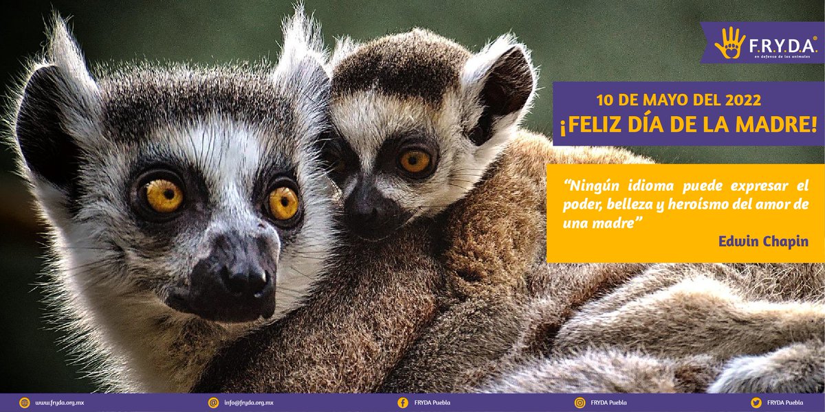 FRYDApuebla's tweet photo. Feliz #DiaDeLaMadre, les desea todo el equipo #FRYDA 💛💜 https://t.co/nJlLmC3WQn