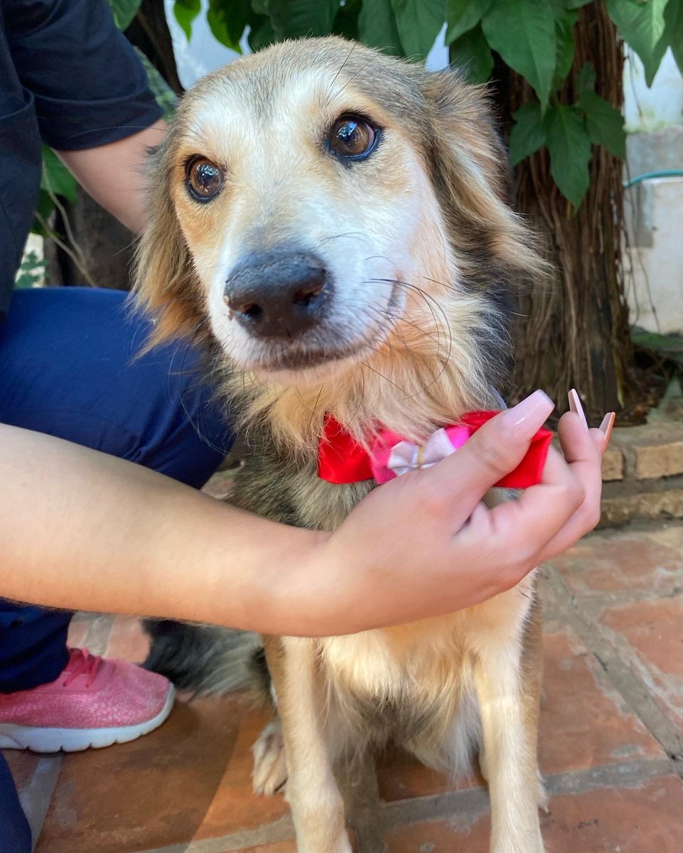 dameunapatapy's tweet photo. LUNA en adopción responsable ♥️

Soy una hembrita de 1 año y medio aprox, ya me trate de leish, estoy castrada, soy muy cariñosa y amo las personas 🥺

Si te gustaría adoptarla 📲 0971-111-939 https://t.co/F63qjorFkE