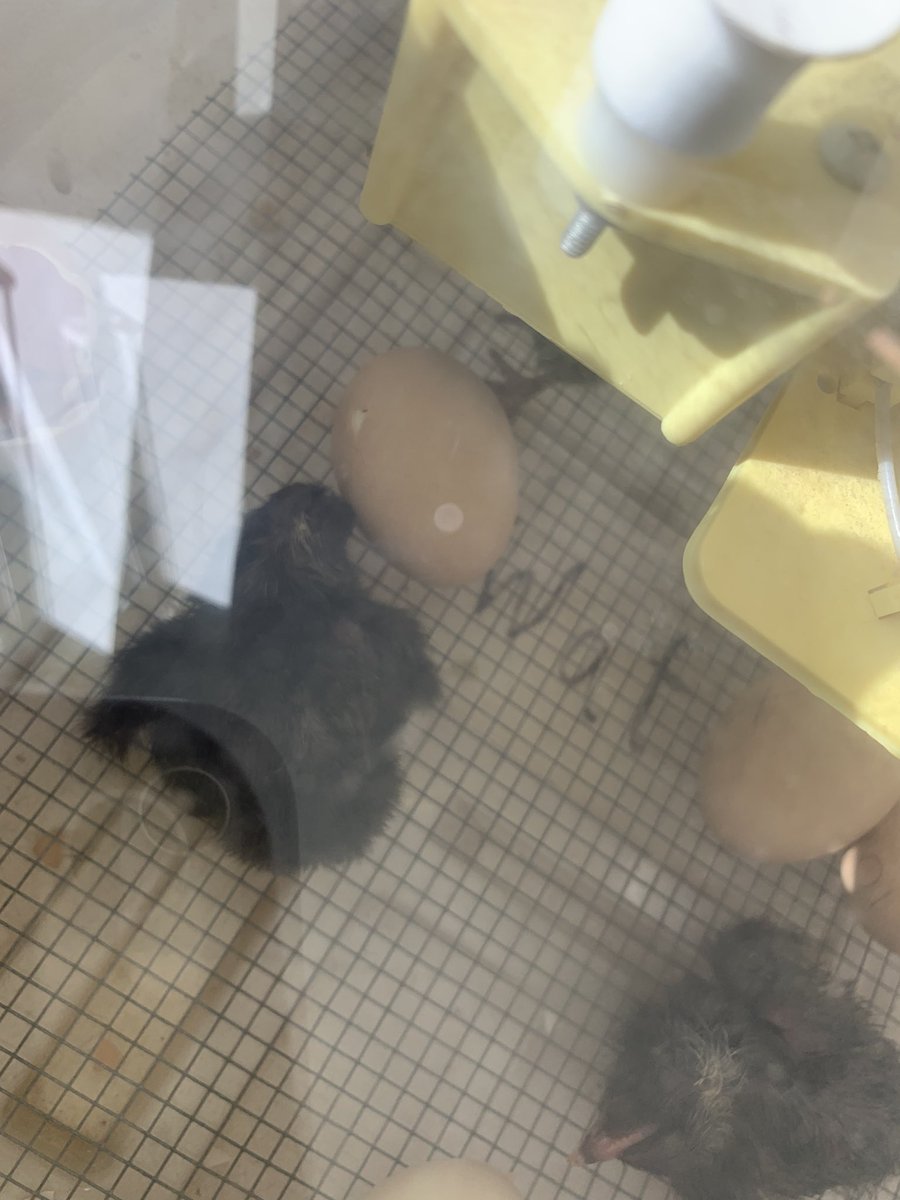 NancyCastle321's tweet photo. It’s been a very ‘eggs’-citing week in 2nd grade! So much learning is happening.   @steveglaize https://t.co/vNfUiQP8Jp