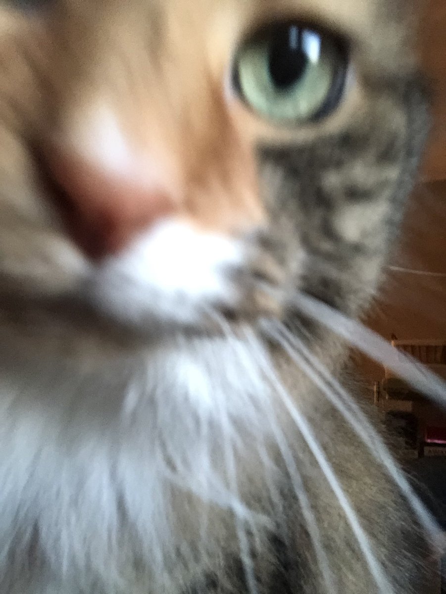 frances_price's tweet photo. Arty Sophie saying #HaiTim & frens this #HaiTimTuesday πΎ (trying to rub her face on the phone πΈ) Hope everyone had a good day! ππ½πΎ @tkbgamer @timzmom @dsmom58 @ThreezkyMusic @nessellis @AutismNotEvery1 @catloverman1 @NASCARSammy @cwojoannexx #CatsOfTwitter https://t.co/wyceFd1pUx