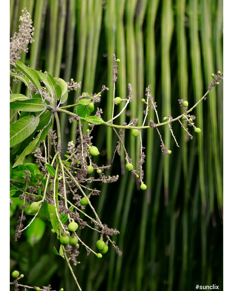 sundarmercury's tweet photo. To Mango lovers..๐ฅญ๐๐
#sunclix
#NaturePhotography
#plants
#Mango
#PhotoOfTheDay https://t.co/siVZ6pAUZz
