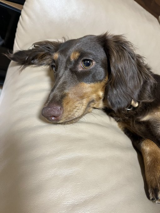 散歩してもう眠い犬です 