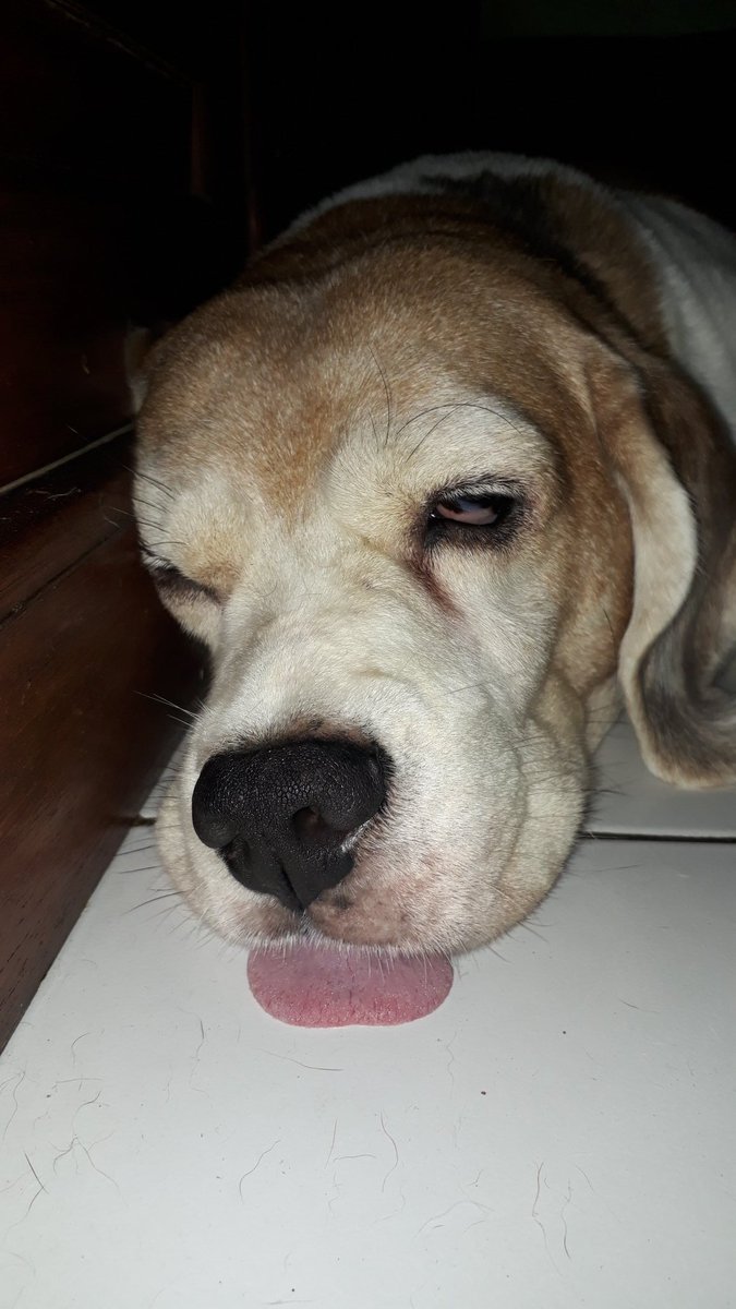 AidaKrisna's tweet photo. Melting...
#beagle #BeaglesofTwitter #beaglefacts #dogsoftwitter #doggy #puppylife #sleepyheads #doggy #furbaby https://t.co/BOS3kRHrYD