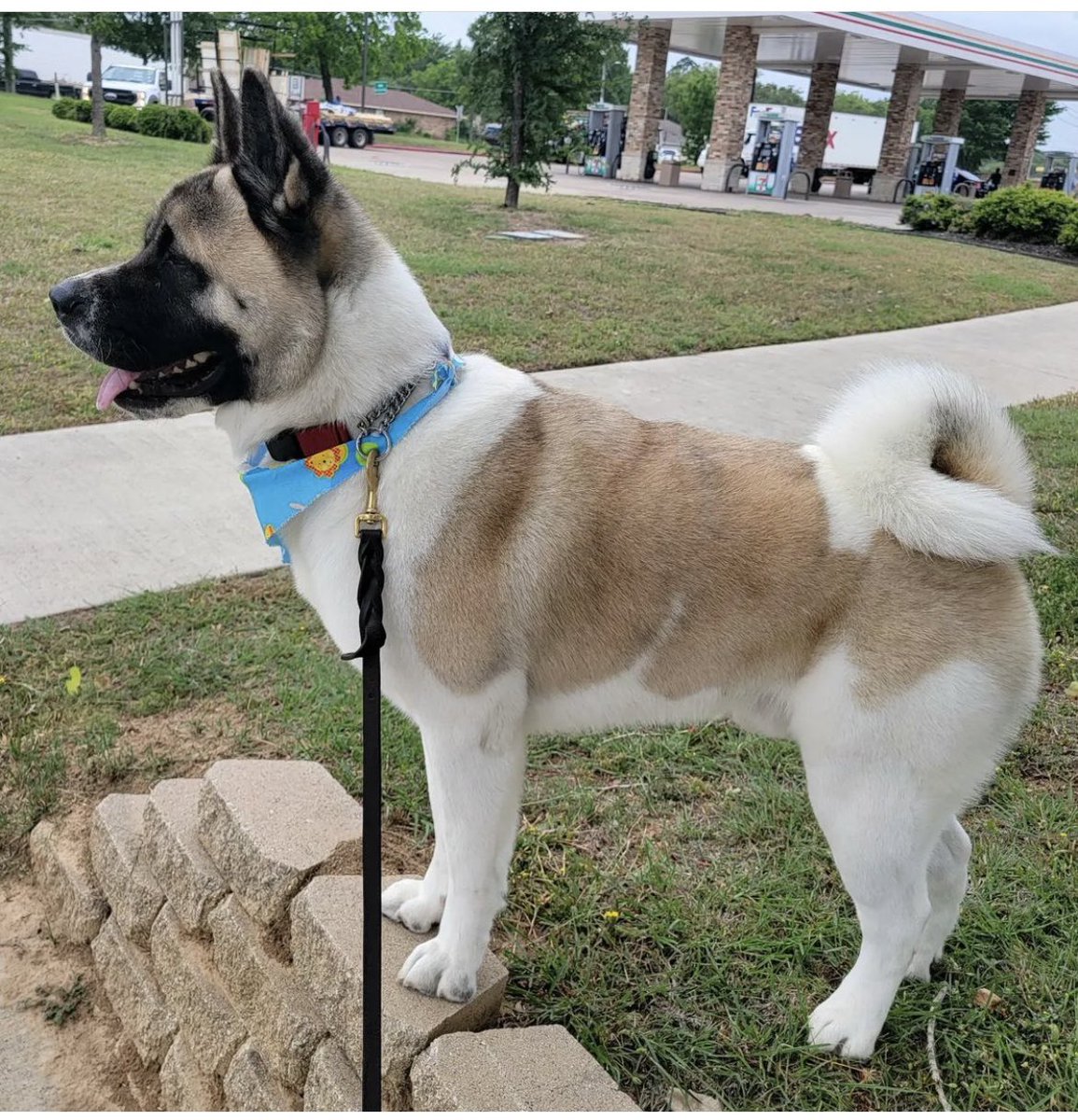 ladysage5's tweet photo. He out here tearing up leather leashes trying to fight other dogs. I failed as a dog mother. I gave him a lecture and told him all the doggie schools and classes he went too and you still out here acting like you don’t have no goddamn sense. #someonecomegethim https://t.co/PQ7ii9rQMM