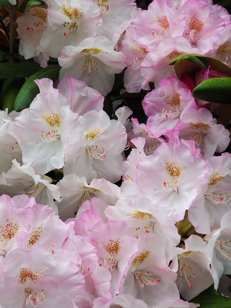 Some pretty pics from my run today in Vancouver. Lots of happy little bumble bees snacking in the pretty flowers. 

#SpringVibes #alltheprettyflowers