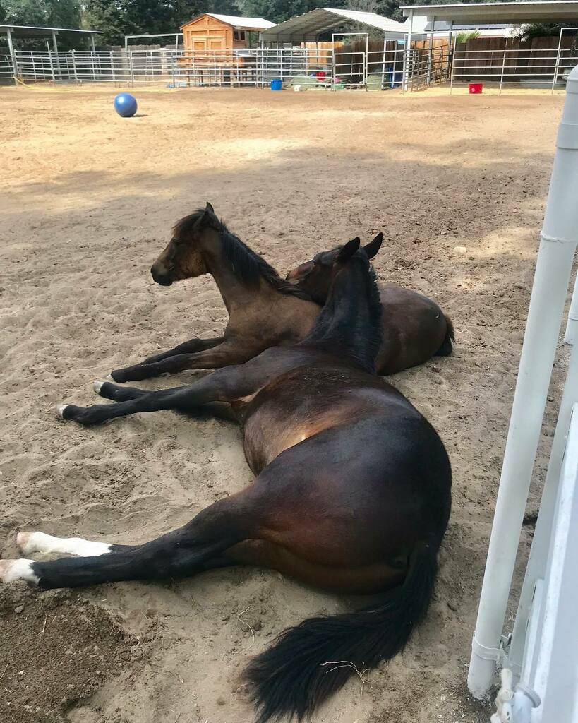 LocationConnect's tweet image. “You Gotta a Friend in Me”
Winston &amp;amp; Duke both 8 months such good boys! instagr.am/p/CdZz5kjLfR6/