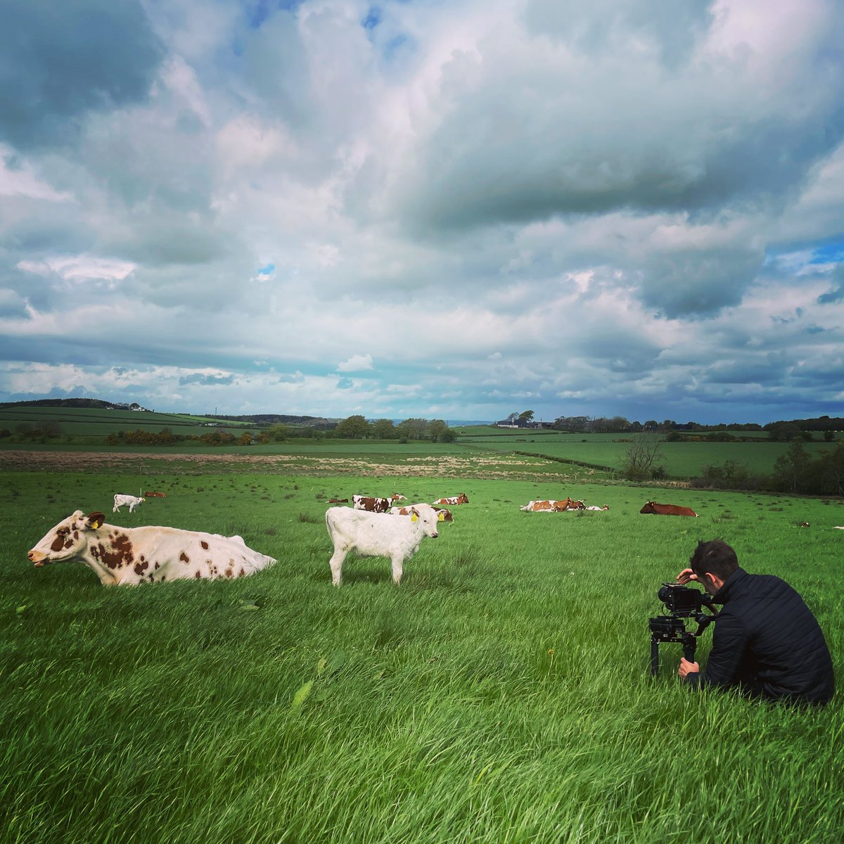 MossgielFarm's tweet photo. ‘MUUUM - these hoomans are up to something again’
.
#Filming #MossgielFarm #CowWithCalf #Grass #Organic https://t.co/JuvCoAQTX0