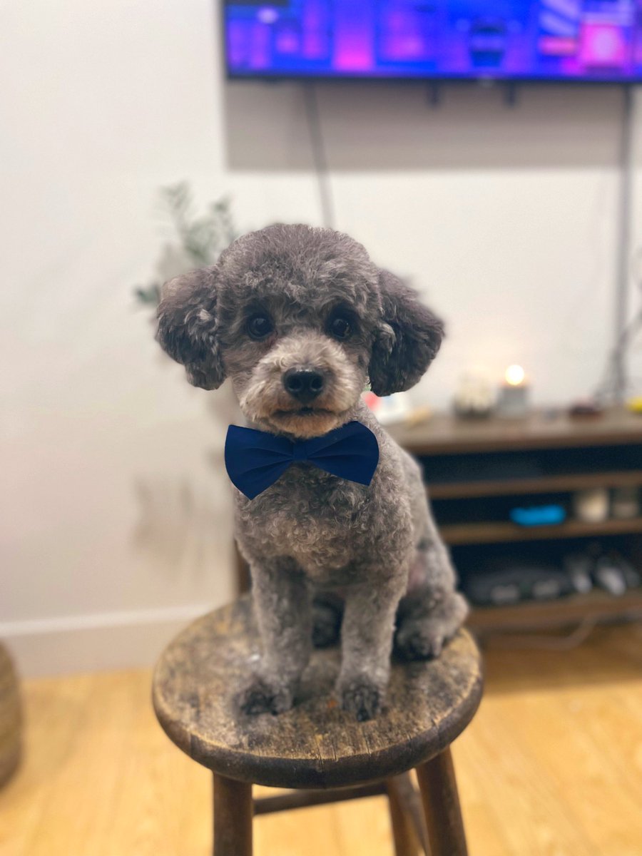 Can’t find an appropriate photo of myself to update my LinkedIn but swiftly found one for my dog