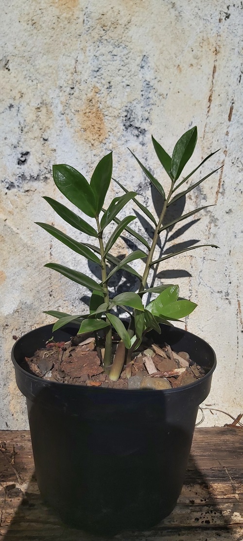 Ti plantes: ZAMIOCULCAS tiplantes.blogspot.com/2022/05/zamioc…