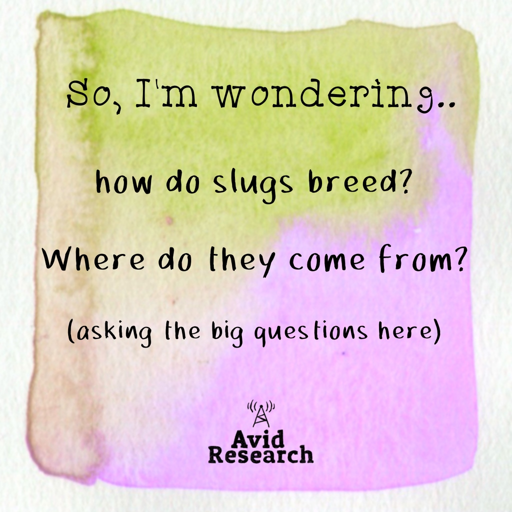 avid_podcast's tweet photo. Question Time!
Ok.. it's not a big question.. but it's one that's been bugging me! 
What is the deal with slugs? How do they breed? Where do baby slugs come from and why do we never seem to see baby slugs?
#ScienceQuestion #MyScienceMay https://t.co/OqTrU66jGs