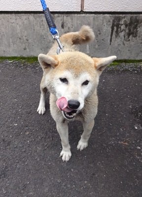 iWaFDUeWUTuqm9L's tweet photo. 5/9迷子のワンちゃんが鹿児島県薩摩川内市小倉町で保護です https://t.co/qedW3t34u6