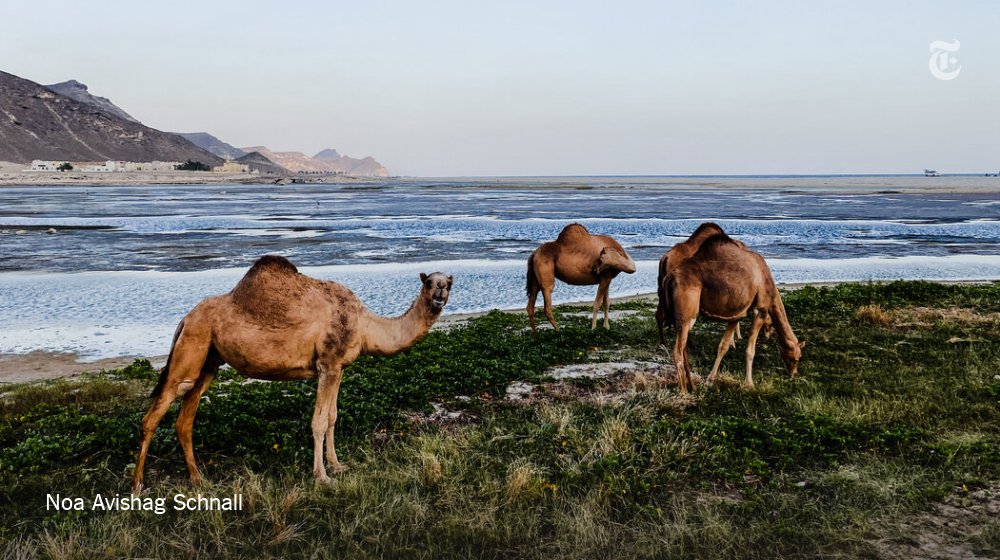 nytimestravel's tweet photo. In December, a photographer set off alone on a 2,600-mile road trip along the Arabian Coast in Oman, traveling from the Yemeni border to the Strait of Hormuz. 

Here’s what she saw: https://t.co/97klKgGnXs https://t.co/ysWOSqozZ0