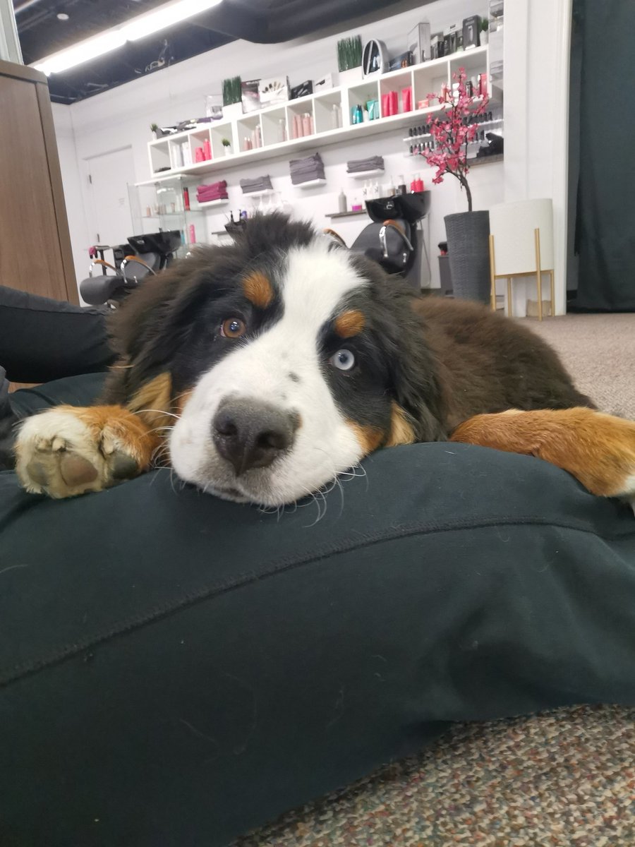 Wong1vy's tweet photo. I seriously can't with this dog 🥺

It's so hard to work knowing he's just outside sitting at my door waiting for my clients to come out for cuddles 🤣
#yegsalon #yegdog #Edmonton #yeglashes https://t.co/zn6yZqaazC
