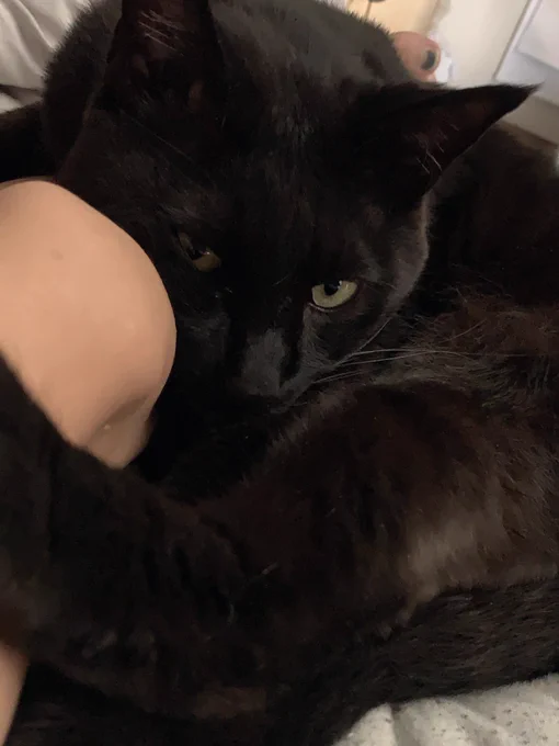 🐱💨 