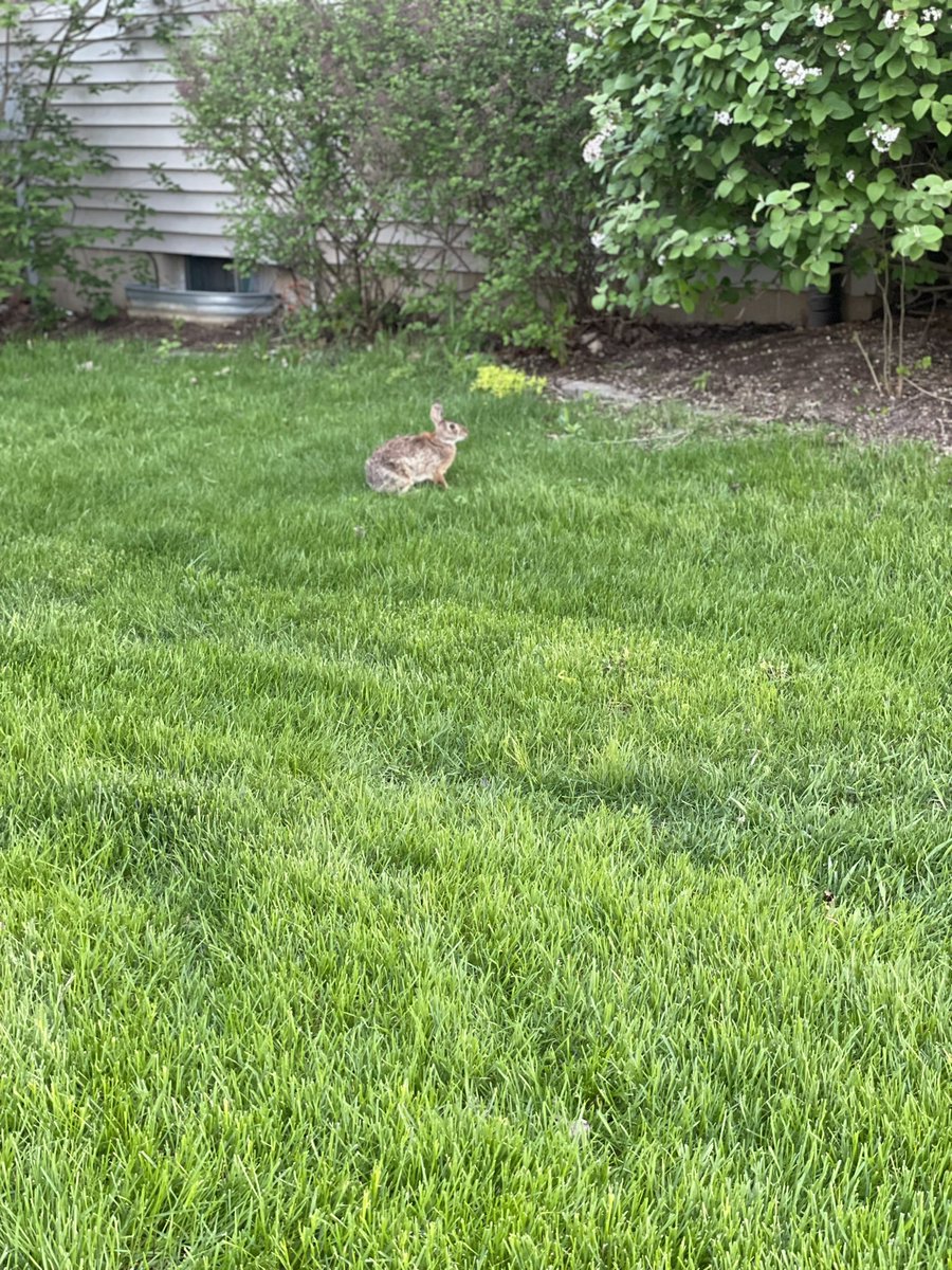 Rabbit at my neighbors house