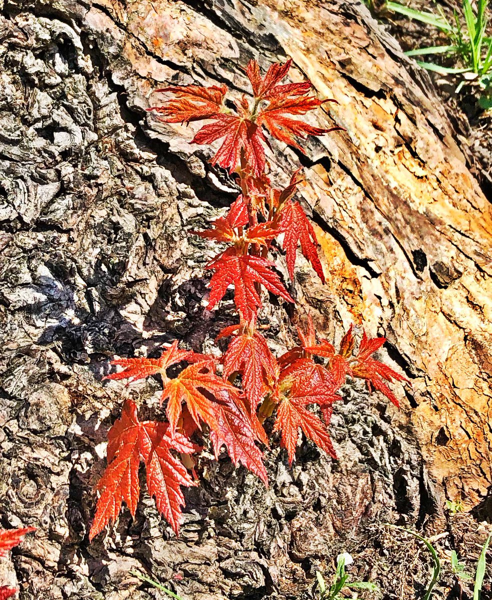 alltrees4ever's tweet photo. New life sprouting from the base of an old and possibly dying Maple #trees #nature https://t.co/GmjCEG4Xqm