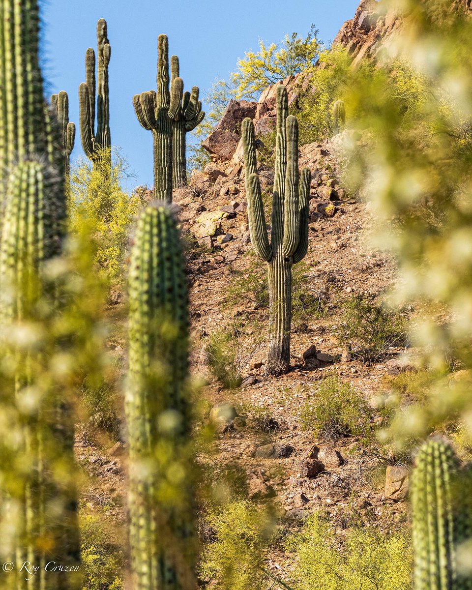 dbgphx's tweet photo. Happy National Cactus Day!

What would Arizona be without cactus? 
. 
📸 : Instagram user @dvm_roylcruzen https://t.co/H2BiPWyYKk