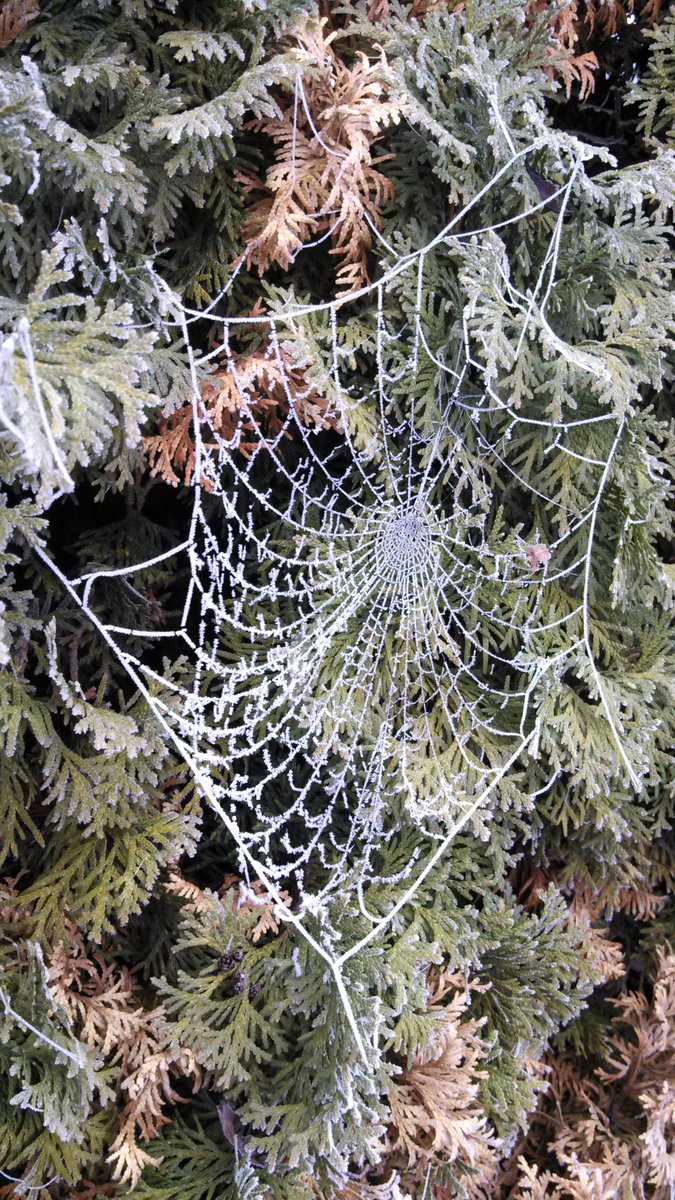 NWSPortland's tweet photo. Tonight: Frost Advisory for outlying communities of the PDX/Van Metro including Hillsboro, Forest Grove, Banks, Ridgefield, Battle Ground &amp; Hockinson. Freeze Warning: Coast Range &amp; Upper Hood River Valley. Sensitive plants/animals/garden gnomes, should be kept warm. #orwx #wawx https://t.co/TouU05bNBx