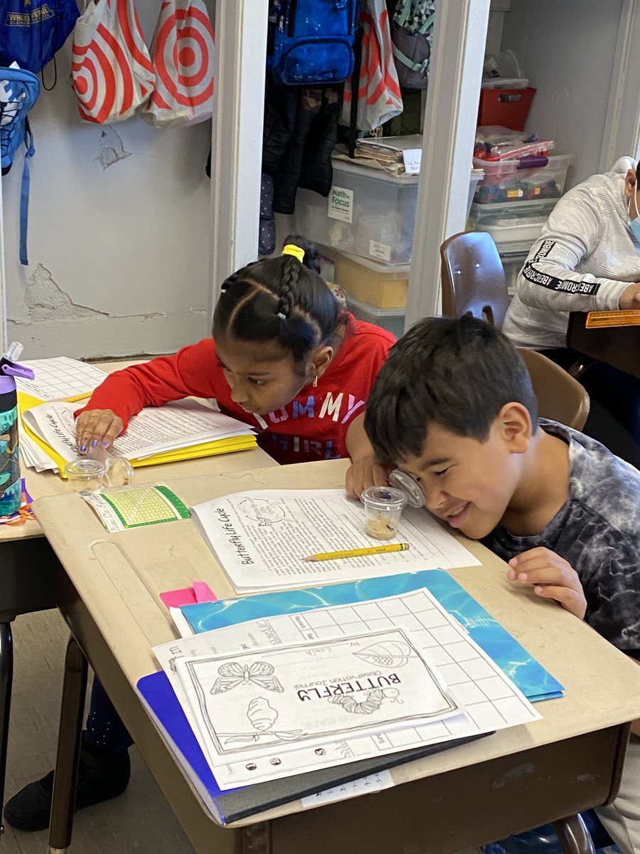 CSMrsSeaman1's tweet photo. @VS13UFSD
Our Third Grade Class began our Butterfly Unit - so exciting!
@WheelerAvenue https://t.co/ZxXnTiCEmK