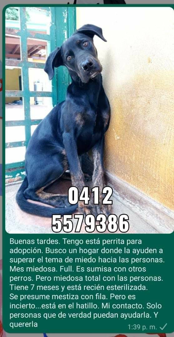 PerroUsuario's tweet photo. Por favor #RegalaUnRT  para que esta hermosa 🐕 encuentre el hogar ideal que le ayude a recuperar la confianza. ¡Quién sabe cuánto ha sufrido! El Hatillo https://t.co/hSotWIsXeO