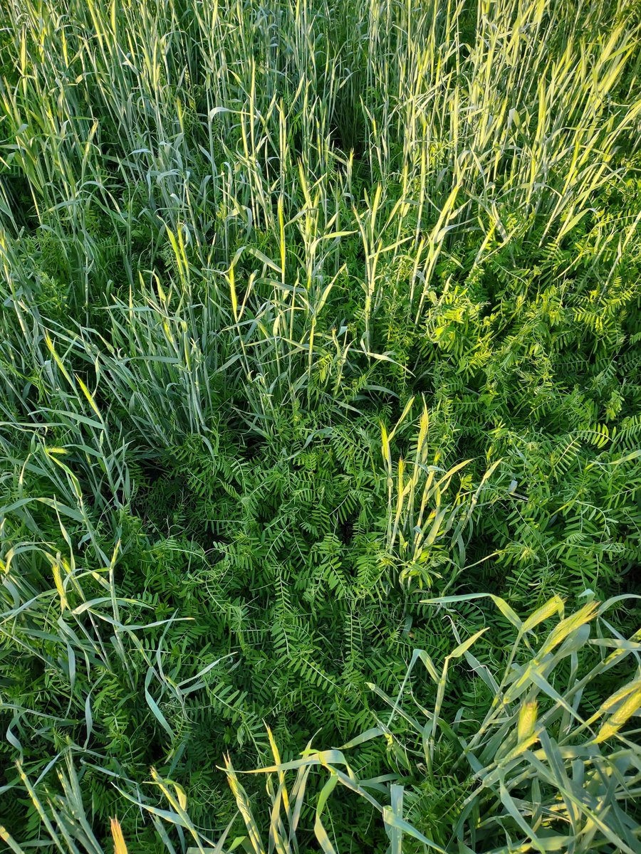 Eric A Thalken tweet media