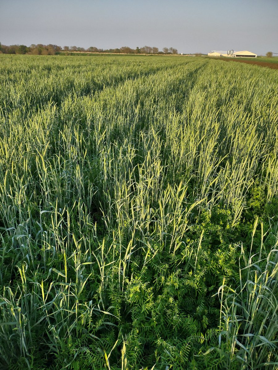 Eric A Thalken tweet media