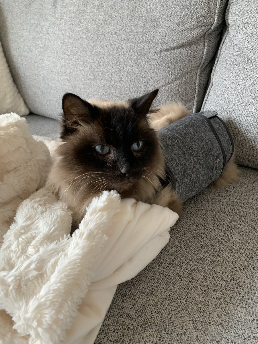 AleTomasiMD's tweet photo. POV: you were adopted as a hospice cat then got kitty insurance and you finally got your surgery and now you have a giant new residency family who comes over to visit you all the time https://t.co/cCFFBIZ5tK