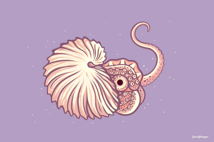 Argonauta argo commissi0n - they are also known as the greater argonaut or paper nautilus 🌊✨ 