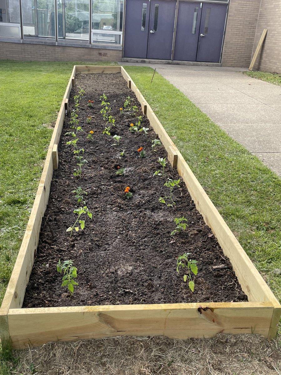 We've finally got some green in the garden! The new additions are tomatoes, eggplants, peppers, cucumbers, cabbage, string beans, chives, cilantro, mint, parsley, basil, oregano, and marigold! 

Did you know marigold are natural pest repellents? How cool is that! 🌻

#obhsgarden