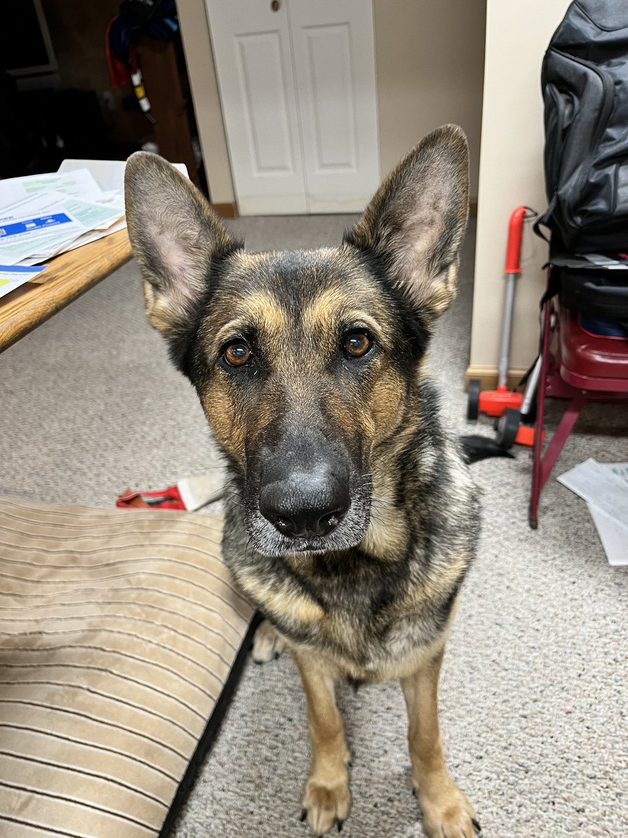 mjvena's tweet photo. Happy #NationalGermanShepherdDay to this pretty girl and all the other German Shepherds out there!! I couldn't be more proud to be a #ShepherdDad🐾💖🐾#sableshepherd @heroes_k9 @germa_shepherd https://t.co/Ucxo69p8Fu