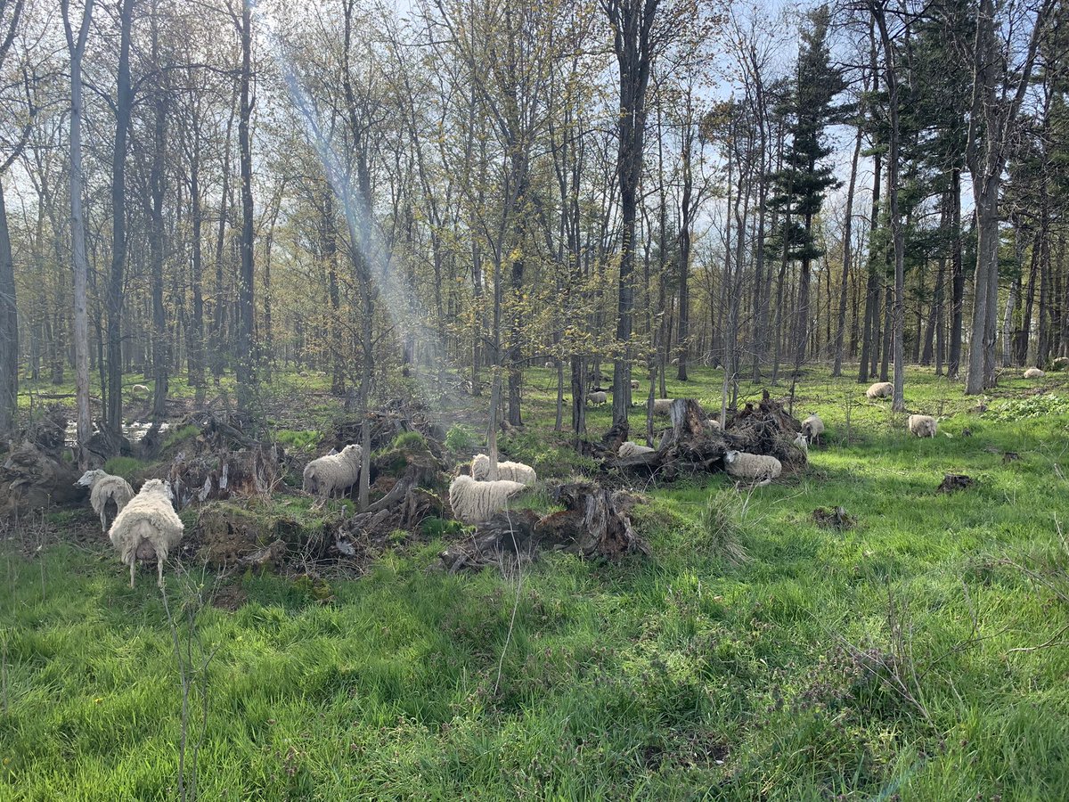 Tonight’s farm tour with <a href="/ONAgrologists/">O.I.A. (P.Ag)</a> down in Norfolk County! Ginseng garden &amp; <a href="/CarrieWoolley1/">Carrie Woolley</a> 🌱🐑