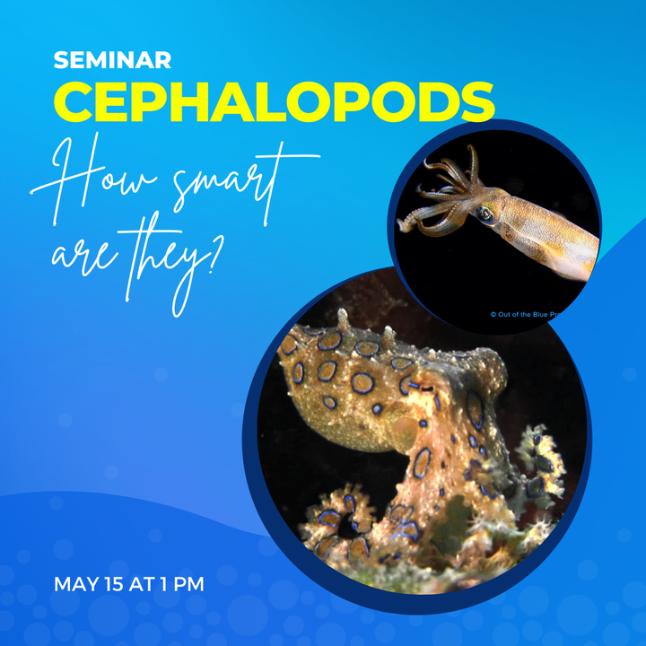 SCUBAShow's tweet photo. Videographers Jim &amp; Pat Stayer will reveal the curious world of #cephalopods during their seminar. 🦑 See footage of blue-ring #octopus displaying their colors, wunderpus changing shapes, flamboyant #cuttlefish laying eggs, and squids hunting! Sunday @ 1pm at #ScubaShow https://t.co/VRZKsOjGsj