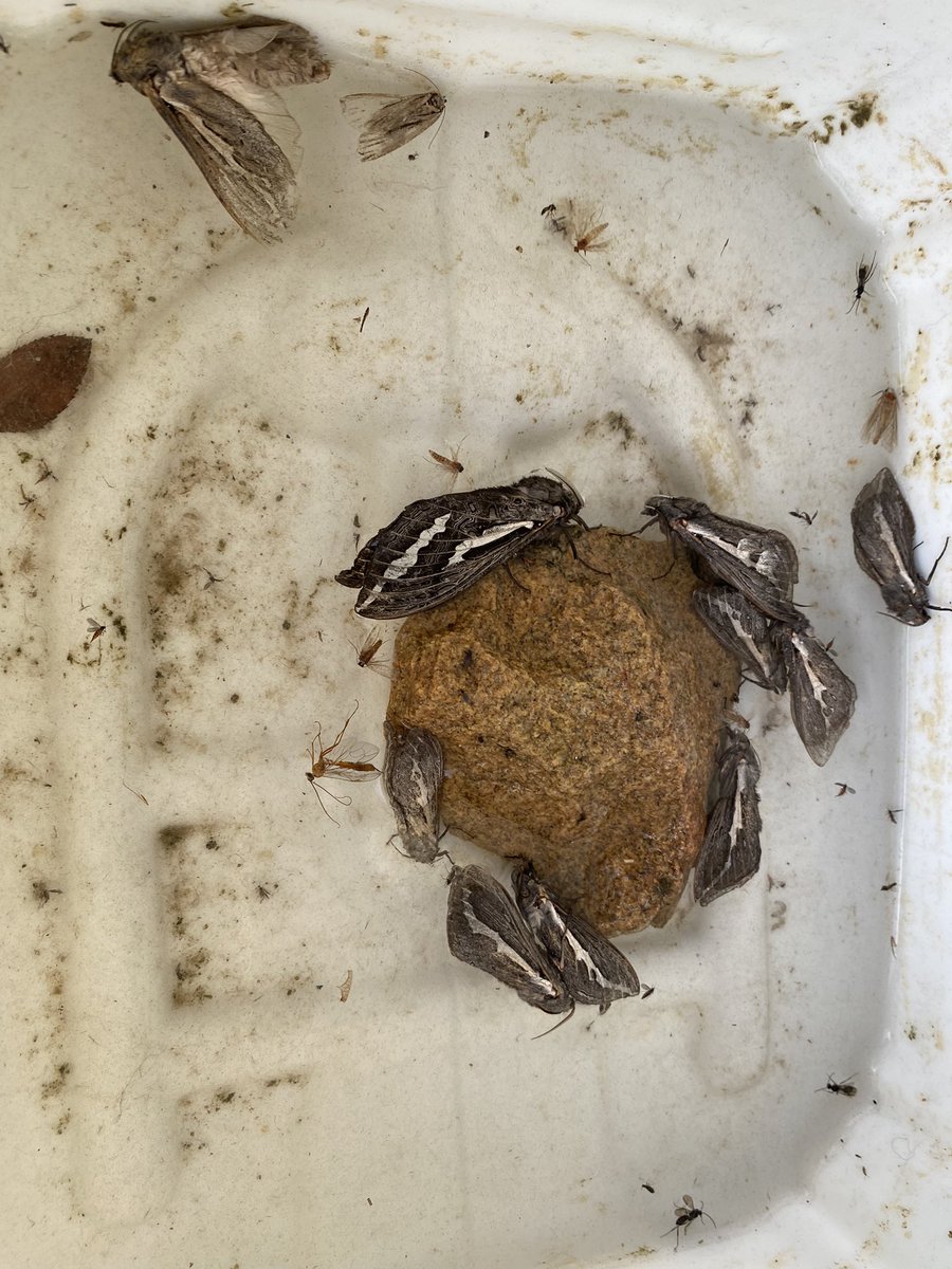 Nicole Taylor tweet media