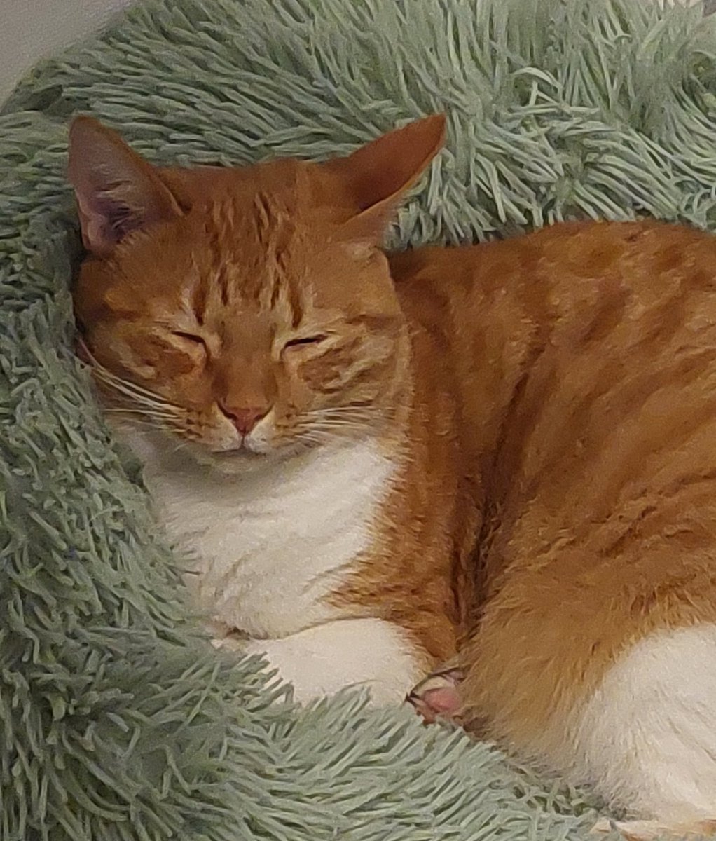 GustavoCastigli's tweet photo. Se quedó dormido esperando el sorteo😹😹😹 #SorteoCopaChileEasy https://t.co/379WMgMoVe