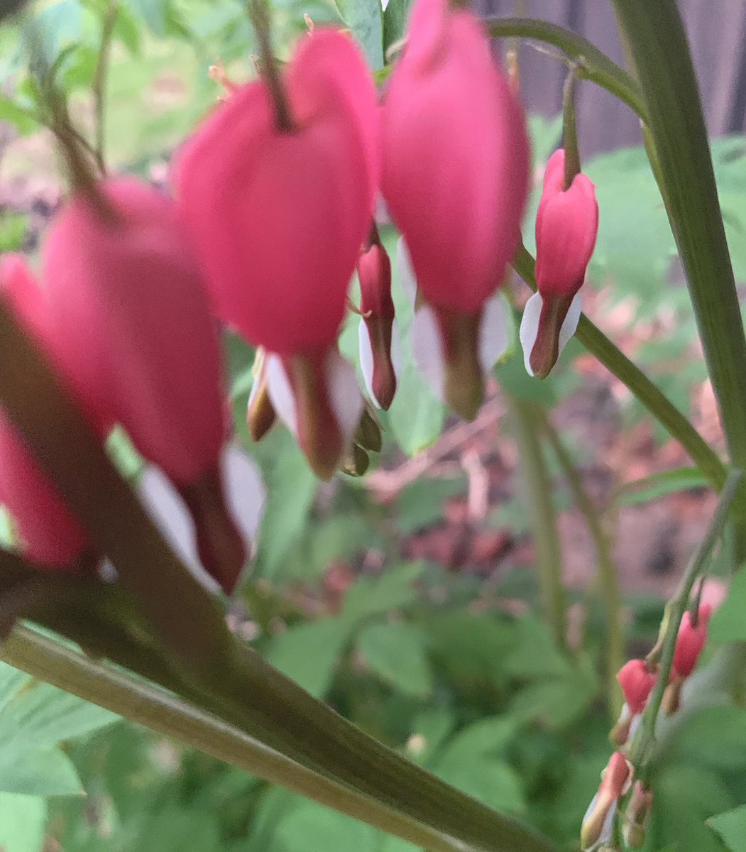 Stopped raining long enough to capture a few photos in my garden. #photooftheday #flowerphotography
