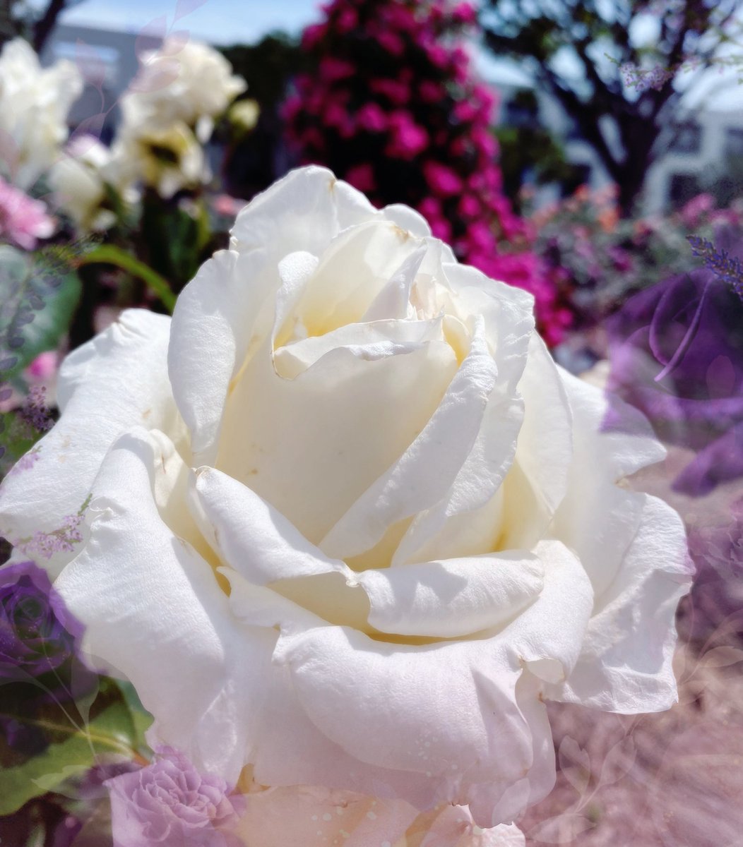 おはようございます🌹 バラは色・色組合わせ・本数 で 花言葉が違うのですね💦 因みに白バラ一本は '一目惚れ' 良い一日を…