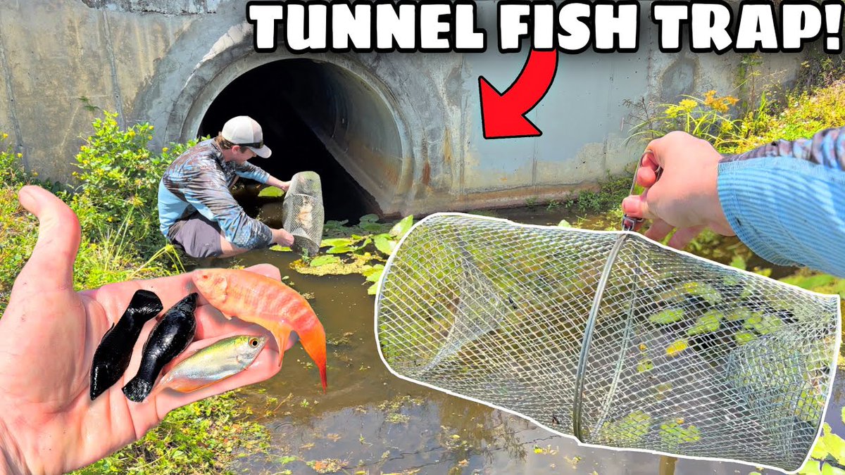 FlakeFood's tweet image. Aquariums: I FOUND A HIDDEN ...
 
#AlienFish #Animal #AquariumFish #AquariumFishInTheWild #BarbsBuzzin
 
flakefood.com/373795/aquariu…