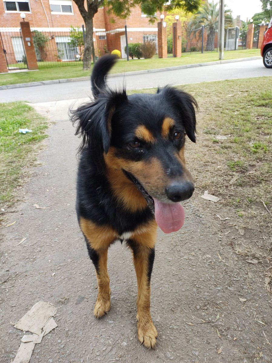 Letuumarquez's tweet photo. Por favor difundir! Están hace más de dos días en el Parque Barofio, zona Punta Gorda. Están como esperando a alguien y están juntitos. Yo no los puedo retener por mis perras y por espacio pero son dos mimosos que merecen volver a casa!  Les agradezco si comparten 🙏🤍 https://t.co/lltQYkEvxM