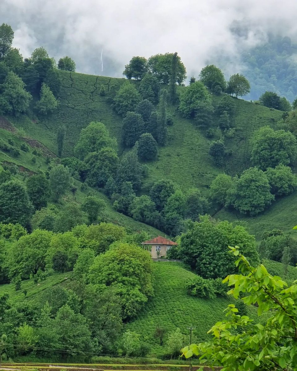 Mnik45Nik's tweet photo. نام تابلو: طبیعت گیلان 
نقاش : خالق هستی
https://t.co/gAFKQOt2Ky https://t.co/z7DpTM0YhR