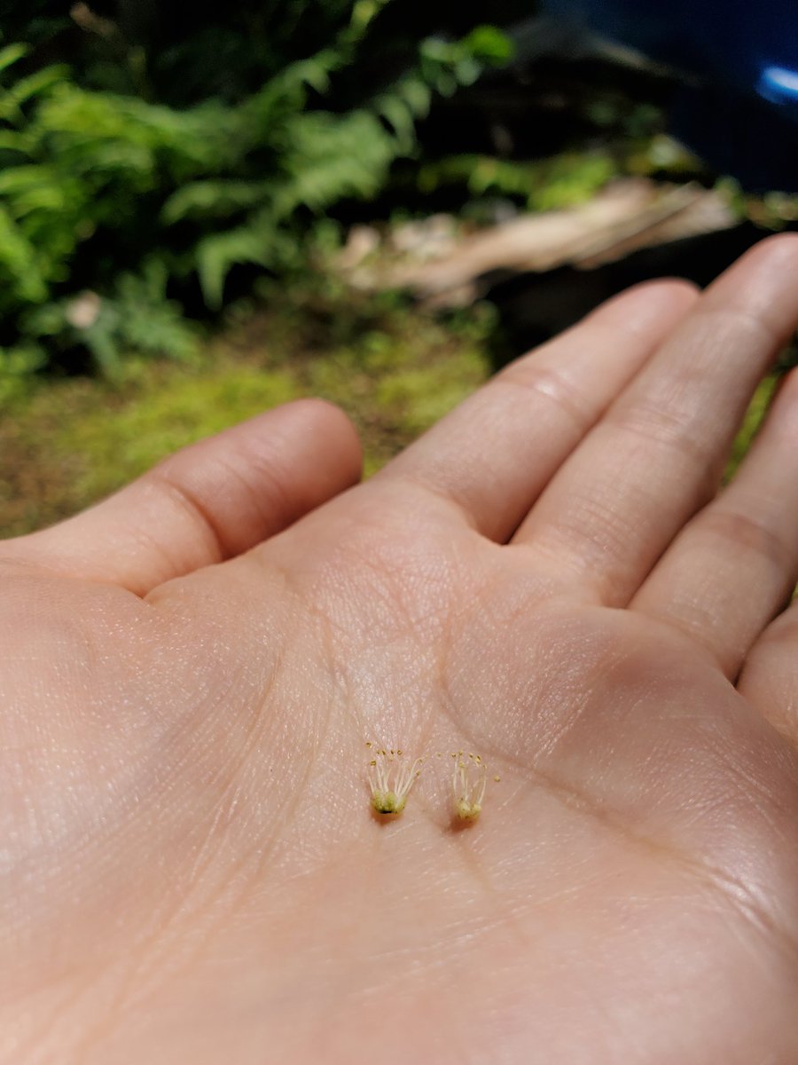 mamelisa35's tweet photo. HSPの醍醐味
🍀小さなものに気がつけること🍀
🍀そしてそれを楽しめること🍀

庭遊び中のHSP親子、無数に落ちてる小さな小さなシイノキの花を発見！

これ、おとぎ話の冠👑みたいね

から、雑草の戴冠式スタート！笑

木漏れ日の中、ささやかで爽やかな時
朝からいい気持ち☀️

#HSP #小さな可愛いもの https://t.co/Sr6E444aao