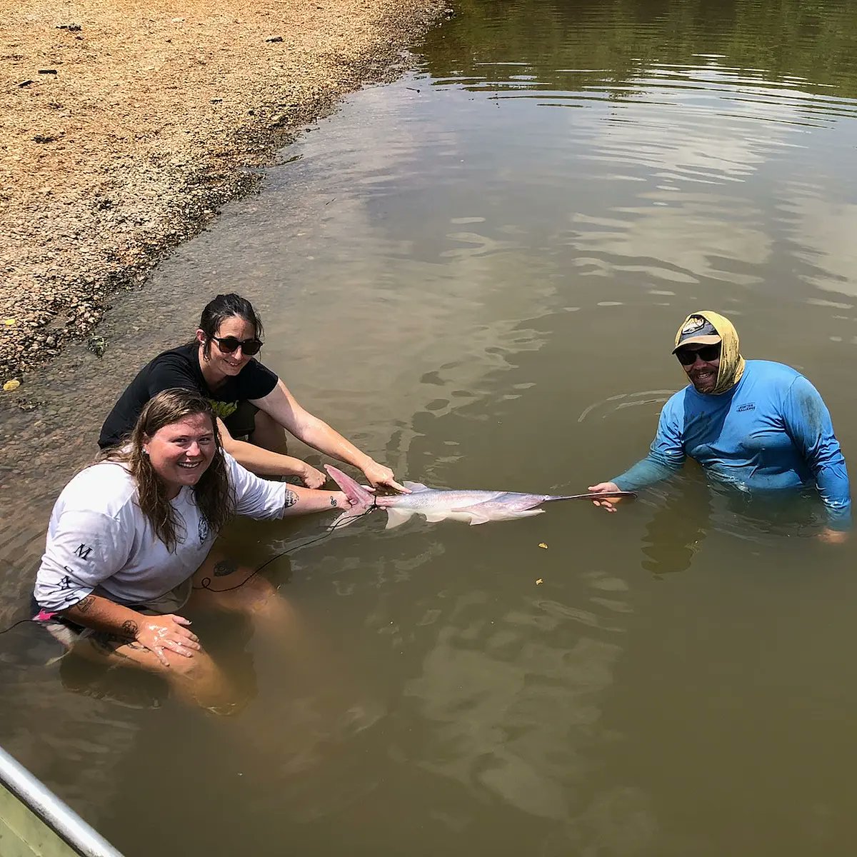 KaseaPrice's tweet photo. I genuinely love my job. I love tagging paddles and sturgeon. I love learning something new every day. I love the people I get to work with. I'm lucky. #telemetry #paddlefish #spoonbillcatfish #gulfsturgeon https://t.co/2po0y387uk