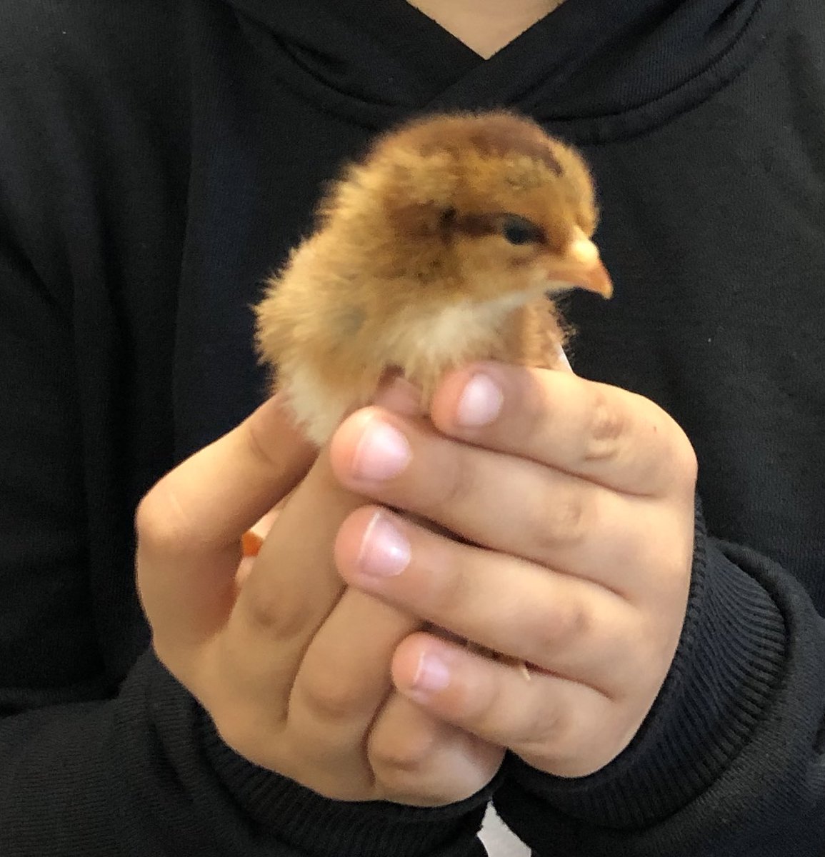 mscasas_teach's tweet photo. ��our newly named chicks: Astro and Summer, taking after their breed names. The excitement continues daily as we watch them grow and get comfortable in their temporary home💛🧡 https://t.co/iCFZ5lfznA