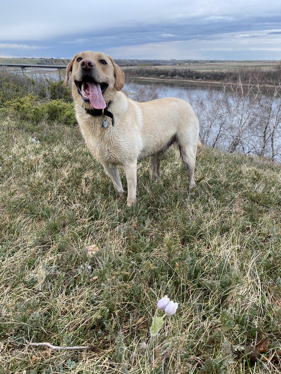 JennaYXE's tweet photo. Beautiful night for a walk, and more crocus flower discoveries, along the meewasin trail @wildaboutyxe #CrocusCapture #yxe https://t.co/WUSwFwhn0E