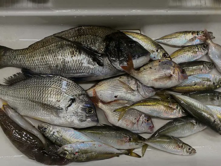 tohya_ds's tweet photo. 熊本県の倉岡満昭様の大物黒鯛釣果です！
他にもおかずがいっぱい！
＃SP300
＃超遠投小
＃遠矢うき
＃立ちウキの新星
＃立ちウキの王様
＃立ちウキの王道
＃棒ウキ
＃立ちウキ
＃黒鯛
＃チヌ
＃遠矢ウキしか勝たん
https://t.co/sOqCkM24y4 https://t.co/FLrerUoSvA
