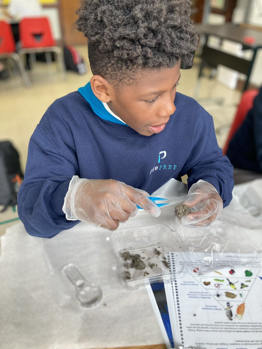 pvdprep's tweet photo. Our sixth graders dissected owl pellets to learn about organisms and ecosystems @pvdprep 🦉 🔬 https://t.co/DiOEFIO1Qf
