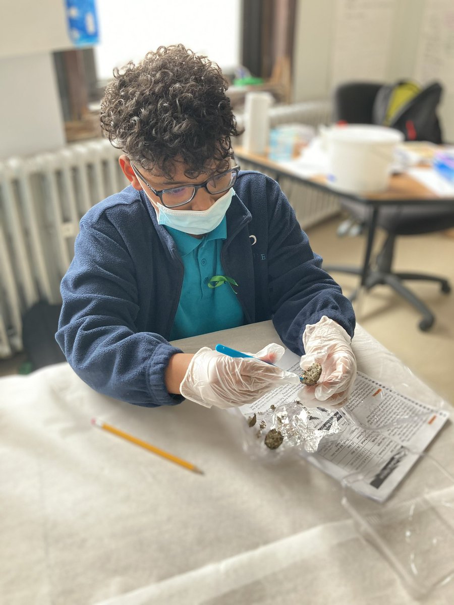 pvdprep's tweet photo. Our sixth graders dissected owl pellets to learn about organisms and ecosystems @pvdprep 🦉 🔬 https://t.co/DiOEFIO1Qf