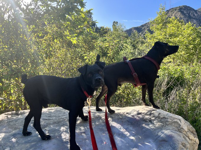I just had a lovely hike and am cooking myself dinner and getting to bed early! https://t.co/TtVY9m7