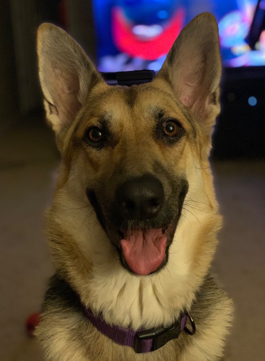 choefle71's tweet photo. @saintjjune My baby girl Sam. https://t.co/FL7qN88kTz