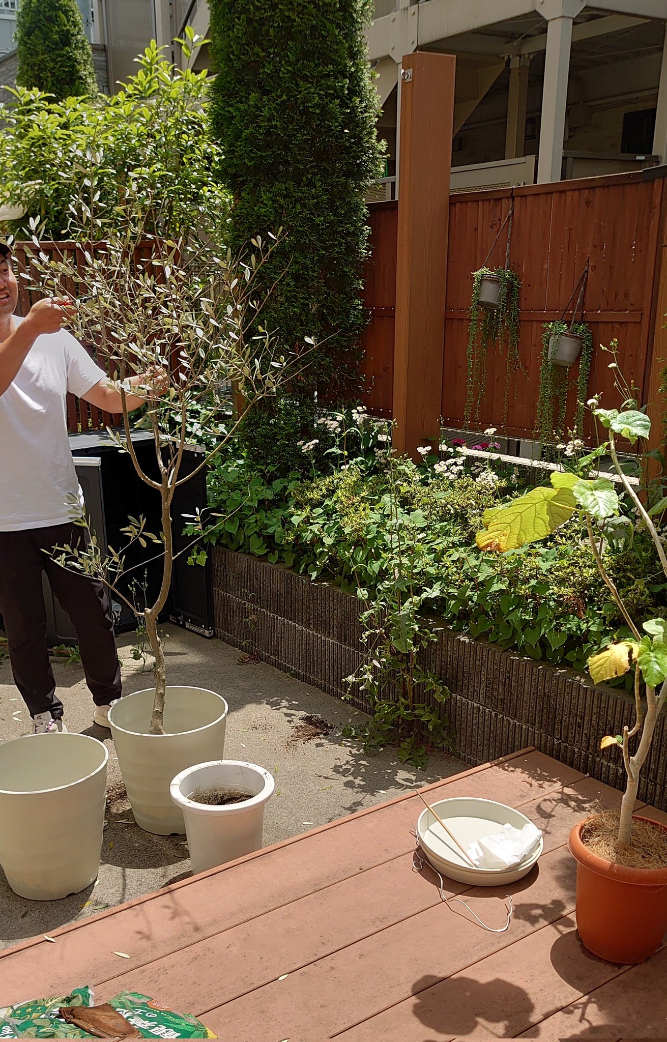 河瀬璃菜 りな助 Pa Twitter 今日はスタジオの観葉植物たちの植え替えday オリーブの土の中に カナブンの幼虫がたくさんいた 根っこをモリモリ食べちゃうんだって 植え替えしてもらってよかった やはり何でもプロのお力を借りるの大切 自分じゃ絶対でき