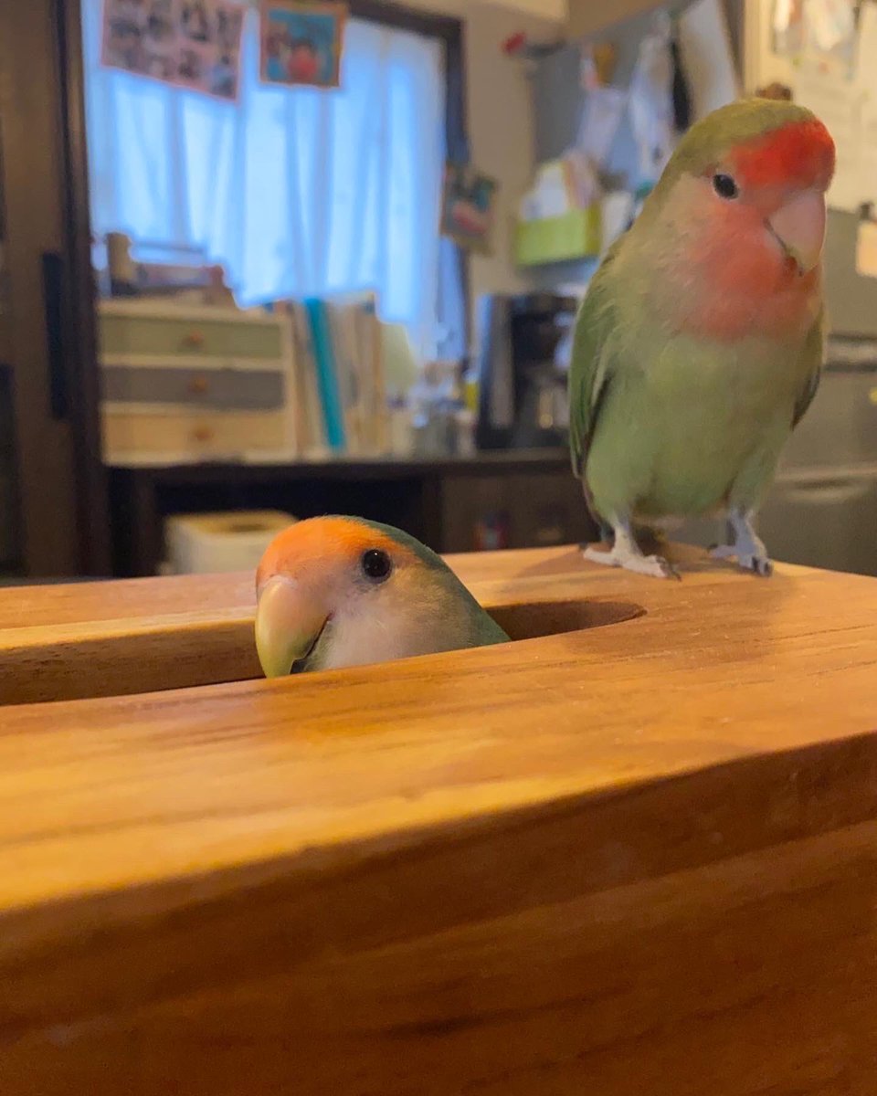 midori02713693's tweet photo. るりがいなくなって2週間が過ぎてしまいました。
何か情報があればお知らせ下さい。
よろしくお願い致します😌🙏
くちばしに傷があります。 https://t.co/V8TlMBF0Gw